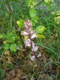 Orobanche crenata